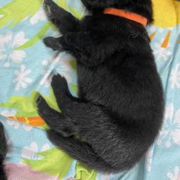 German Shepherd Puppies from Oakley Acres Shepherds