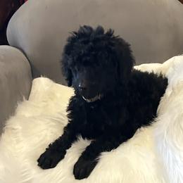 White - Black female Poodle puppy in Hamilton, Ohio from Grandview Farm