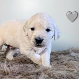 Boy 4 - male Golden Retriever puppy in Rotterdam, New York from Sweetwater Goldens