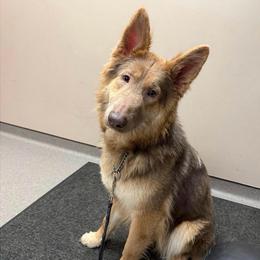 Annabelle - Isabella female German Shepherd puppy in Tafton, Pennsylvania from Pocono GSD