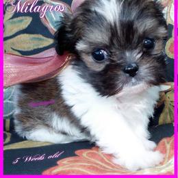 Chinese Crested and Mi-Ki Puppies from Neonate puppy care for breeders
