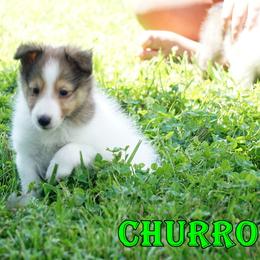 Churro - CHW Sable Boy - White and sable male Shetland Sheepdog puppy in Frazeysburg, Ohio from Mountain High Kennels