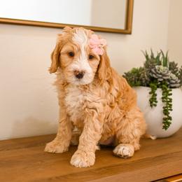 Sierra - Red female Bernedoodle puppy in Tucson, Arizona from Sun Valley Goldendoodles