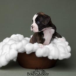 Blue - Brindle male Boxer puppy in Catlett, Virginia from Honey and Coal Kennels