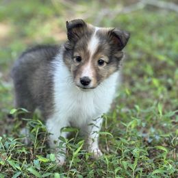 Ben - Sable and white male Shetland Sheepdog puppy in Dallas, North Carolina from Retter Ridge