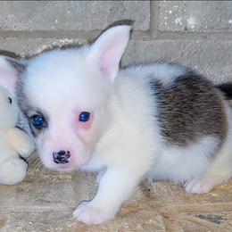 Apple - Sable female Pembroke Welsh Corgi puppy in New Hampshire from Muddy Paws Corgis