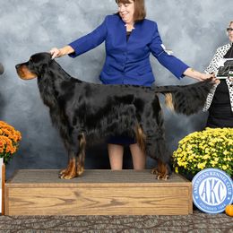 Korbin - Gordon Setter