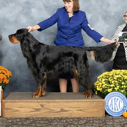Korbin - Gordon Setter