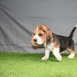 Green collar Male - Black tan and white male Beagle puppy in Fontana, California from JLB Beagles & MBT