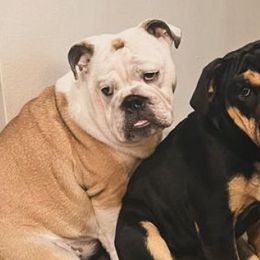 Bulldogs from Burnsworth Bullies
