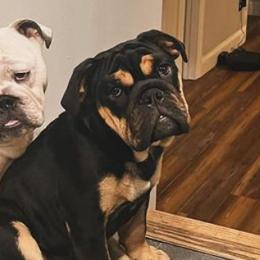 Bulldogs from Burnsworth Bullies