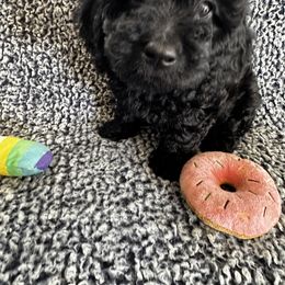 Bernedoodle, Goldendoodle, and Shih Tzu Puppies from TrueLine kennels