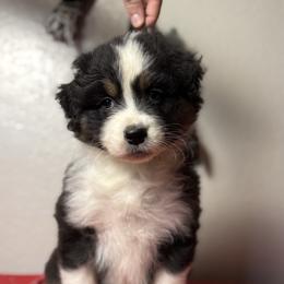 Bumblebee - Black tri-color male Australian Shepherd puppy in Touchet, Washington from Northwest Rainbow Aussies and Golden Retrievers