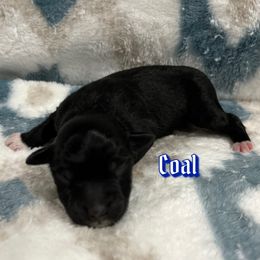 Boy 3 - Black Miniature Australian Shepherd puppy in Texas from Backwood Trails Australian Shepherds