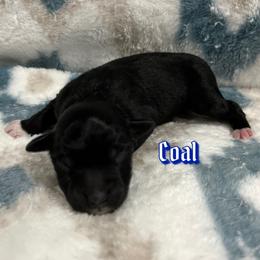 Boy 3 - Black Miniature Australian Shepherd puppy in Texas from Backwood Trails Australian Shepherds