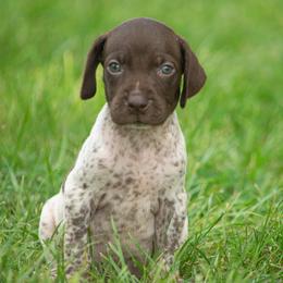 German Shorthaired Pointer and Vizsla Puppies from Nosam kennels
