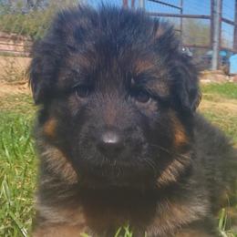 Boy 5 - German Shepherd puppy in Wittmann, Arizona from Minerd Ranch