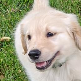 Golden Retrievers from Prim Family Goldens