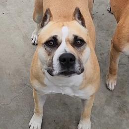 Honey - Bulldog