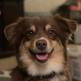 Hazen - Miniature Australian Shepherd