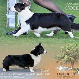 Cardigan Welsh Corgi puppies from Oakcreek