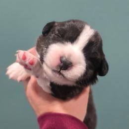 Savage Gwyneth of Eire - Brindle and white female Cardigan Welsh Corgi puppy in Plymouth, Iowa from Savages Low riders