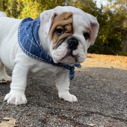 Bulldog and French Bulldog Puppies from The Georgia Bully Bunch