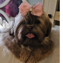MISS  Dior - Shih Tzu