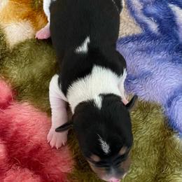 P3F - Black white and tan female Rat Terrier puppy in Groveland, Florida from Blackwood Rat Terriers (Standard)