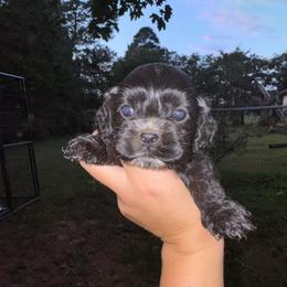 Girl 3 - Hot Pink - Black and white female Cocker Spaniel puppy in Ellenboro, North Carolina from Chantels Spaniels