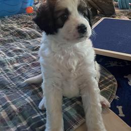 Dopey - Sable male Aussiedoodle puppy in Springfield, Missouri from Doodle Dandy Bernedoodles & Aussiedoodles