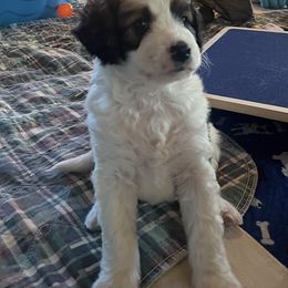 Dopey - Sable male Aussiedoodle puppy in Springfield, Missouri from Doodle Dandy Bernedoodles & Aussiedoodles