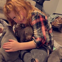 Weimaraner Puppies from North Georgia Weims