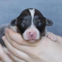 Dove - Blue female Pembroke Welsh Corgi puppy in Fayetteville, Arkansas from Intergalactic Corgis