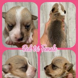 Red tri female - Red and white female American Corgi puppy in Fort Worth, Texas from King of Hearts Corgis