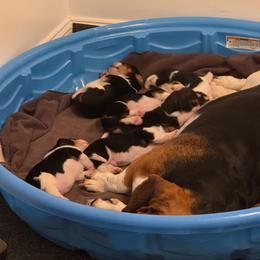 Basset Hound puppies from Hound Ridge Meadows