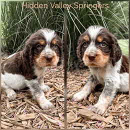 Bryce - Tri-Roan male English Springer Spaniel puppy in Westminster, South Carolina from Hidden Valley Springers