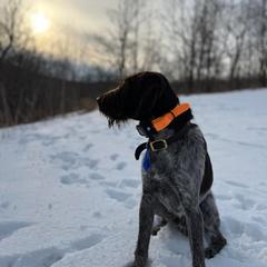 Wirehaired Pointing Griffon All Grown Up from Maine Backwoods Kennel