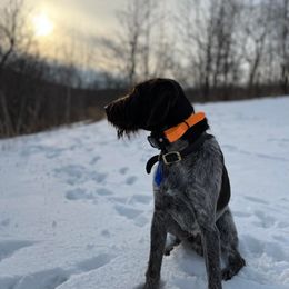 Wirehaired Pointing Griffon All Grown Up from Maine Backwoods Kennel
