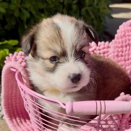 Yellow - Sable female Pembroke Welsh Corgi puppy in Wheatland, California from Emerald Corgis