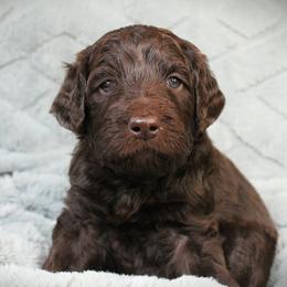 Ravioli - Chocolate male Labradoodle puppy in Lanexa, Virginia from Lees Reach Farm
