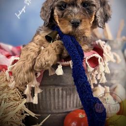 Bernedoodle, Goldendoodle, Golden Retriever, and Poodle Puppies from Red String Farmstead
