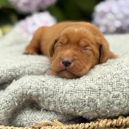 Gordy - Yellow male Labrador Retriever puppy in Puyallup, Washington from 12 Door Farm Labradors