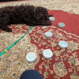 Australian Labradoodle Puppies from Pawlite Best Friends