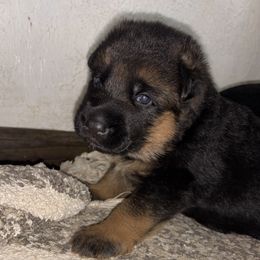 This second male is traditional hair coat - Black and red male German Shepherd puppy in Galt, California from At Redwood Runs