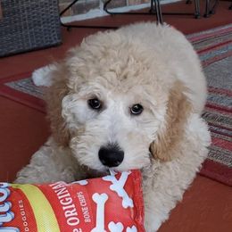 Goldendoodle Puppies from Yuppy Puppy Goldendoodles