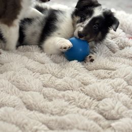 Noa - White blue merle and tan male Shetland Sheepdog puppy in Oakley, California from SquiresShelties