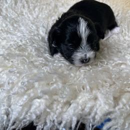 Morkie Puppies from CKC MorkiePoo Puppies