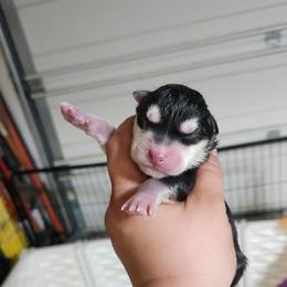 Siberian Husky Puppies from Spirit of the Moon Siberians