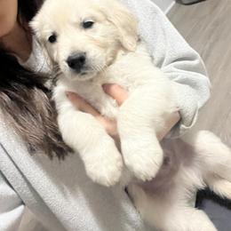 Golden Retriever Puppies from Wise-Taylor Goldens